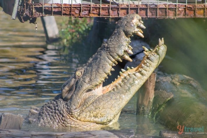 crocodile leaping out of the water