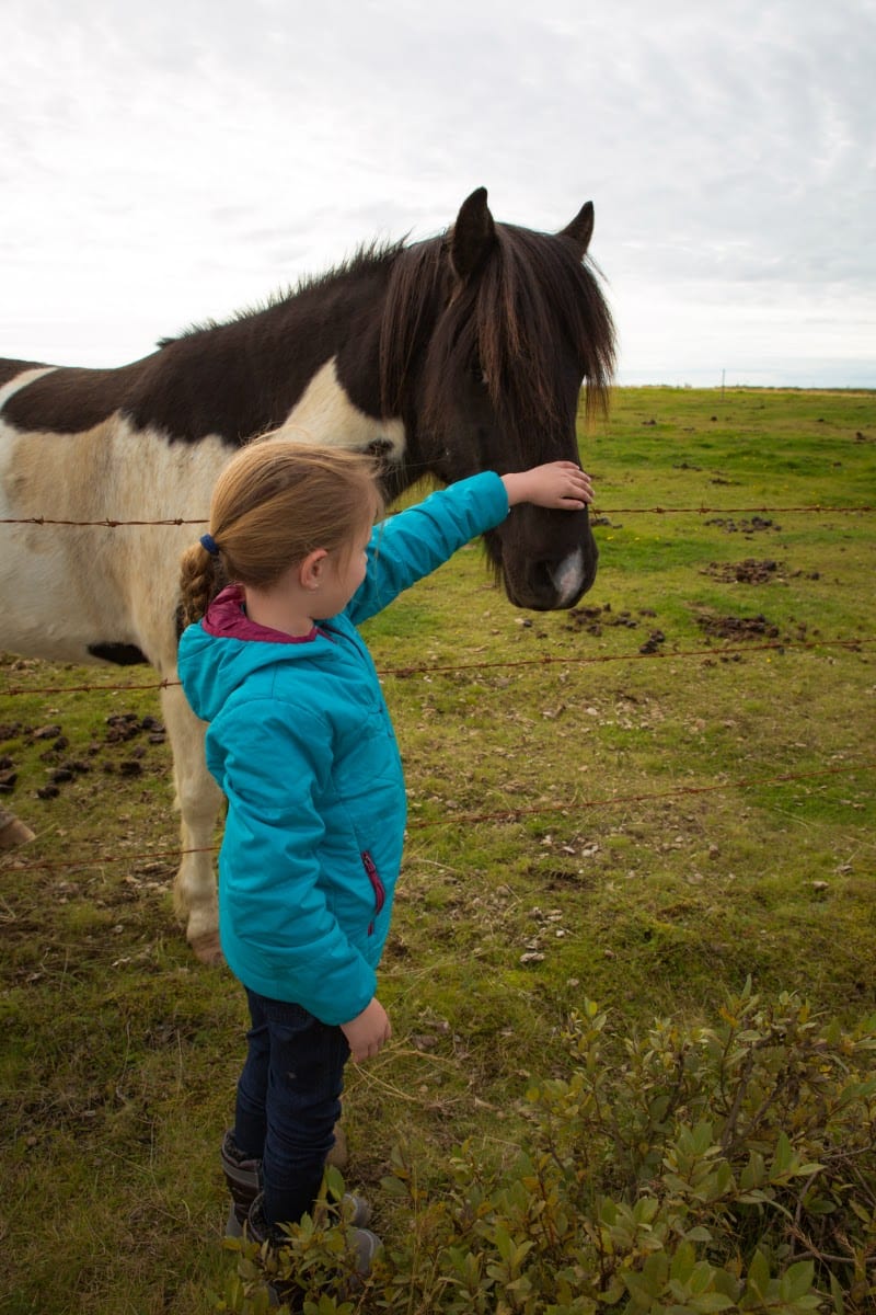 girl patting an Icelandic Horse 