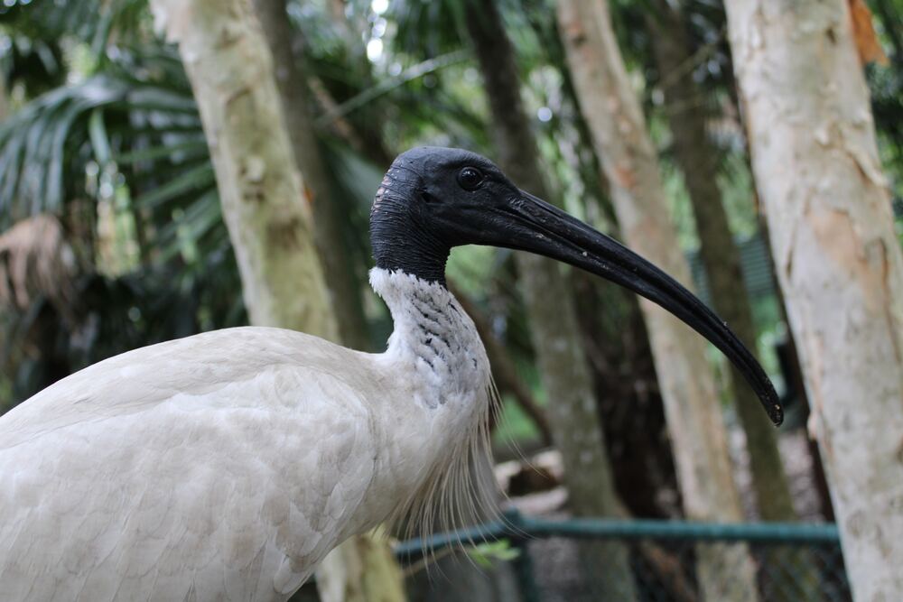 bird at Rockhampton Zoo