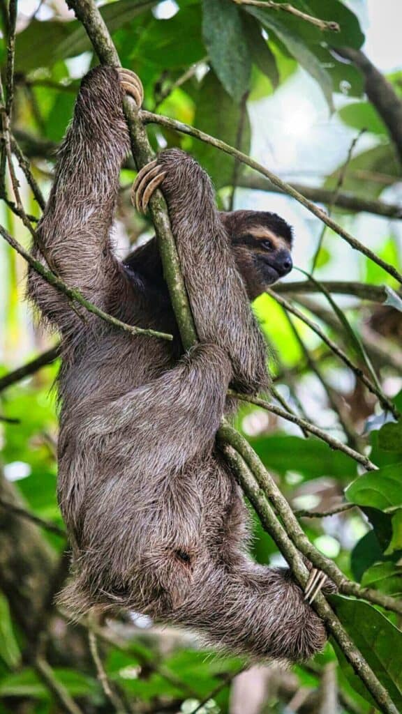 Sloth in costa rica