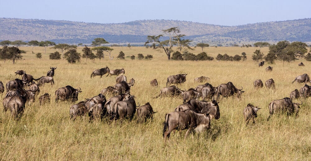 The Great Migration Serengeti Tanzania