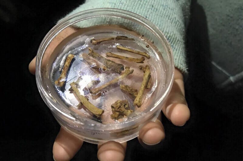 hand holding tray of fossils