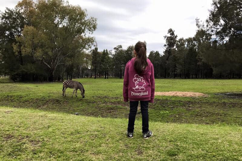 girl looking at zebra in zoo