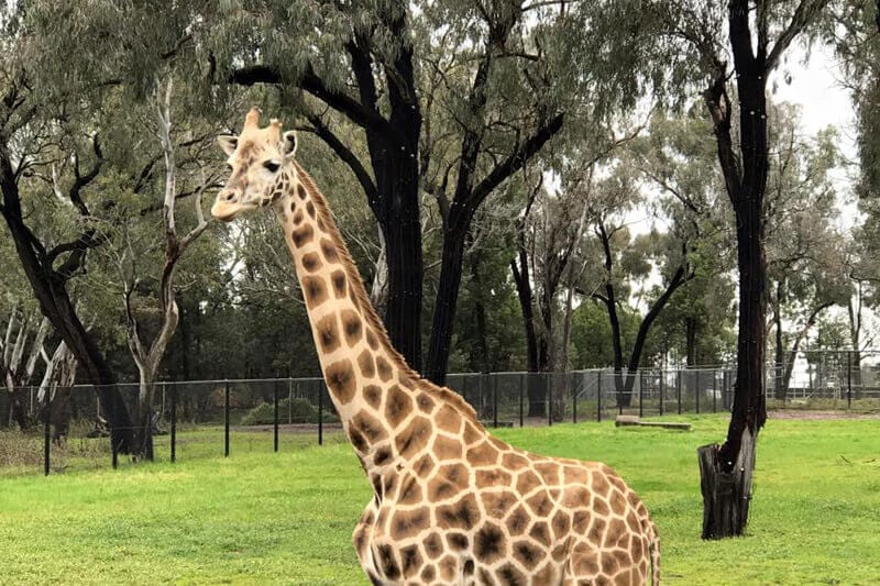 giraffe at zoo