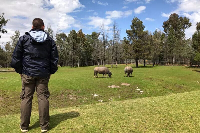 man looking at animals in zoo