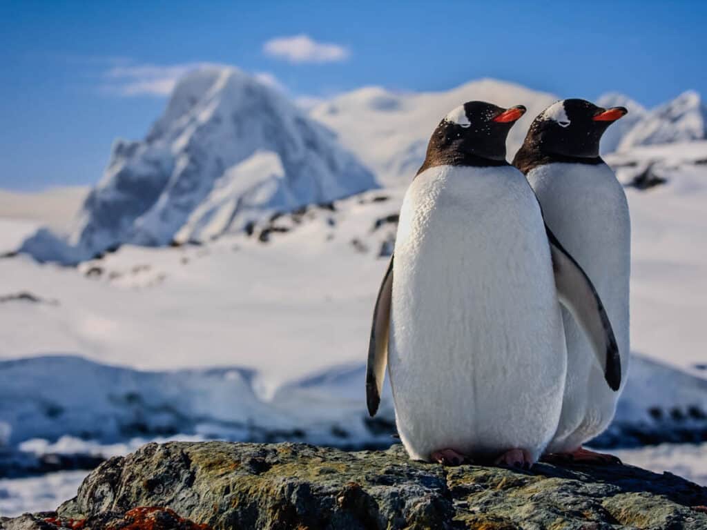 Two penguins dreaming sitting on a rock, mountains in the background