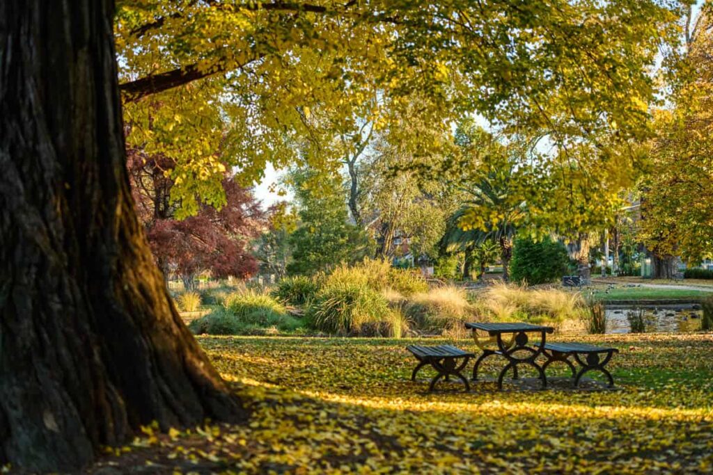 picnic table under oak tree in cook park