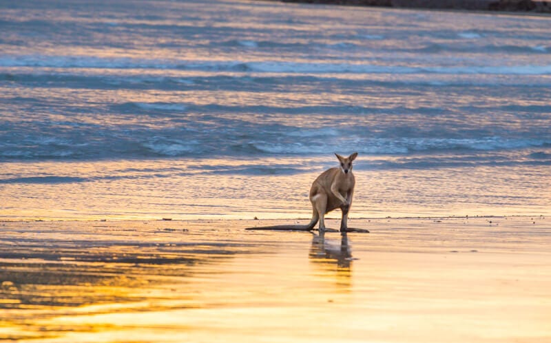 kangaroos on the beach Cape Hillsborough