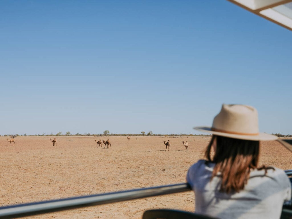 PErson in truck looking at camels in desert 