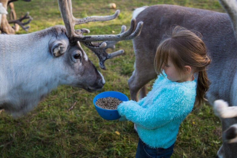 young girl Feeding reindeer 