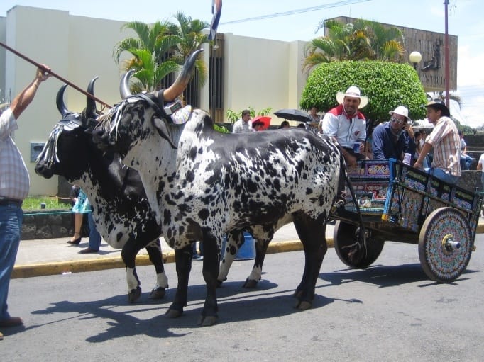 animals in a parade