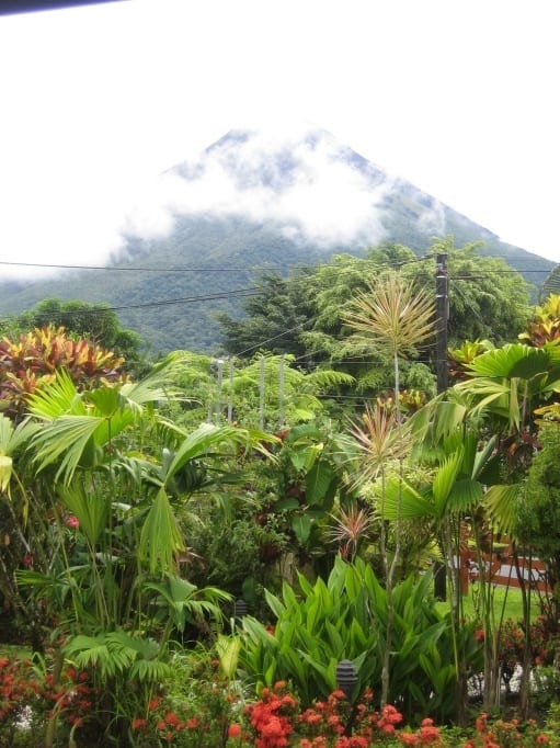 trees bellow a volcano