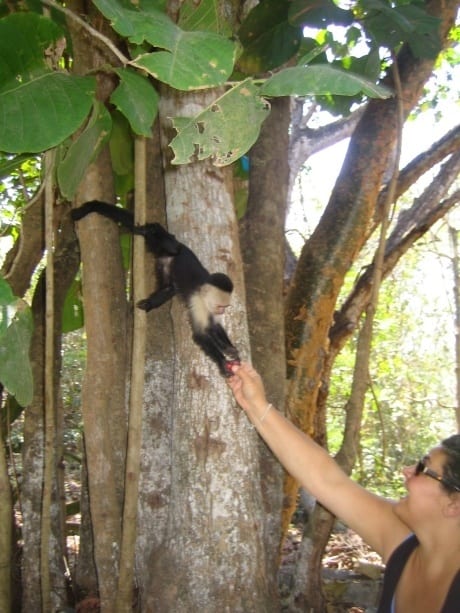 a monkey in a tree