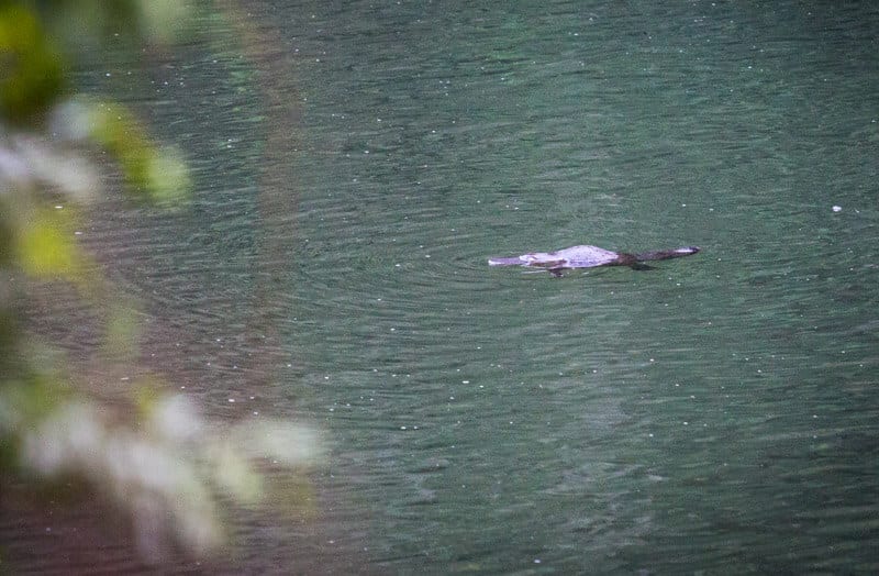 platypus in water