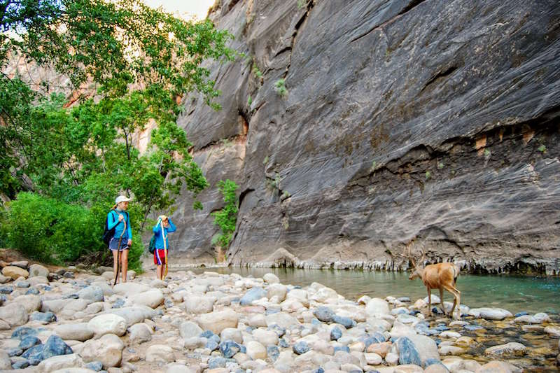 children looking at deer beside river in the narrows