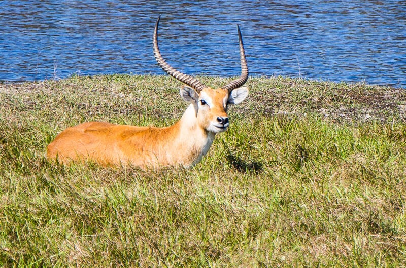 antelopel in tall grass