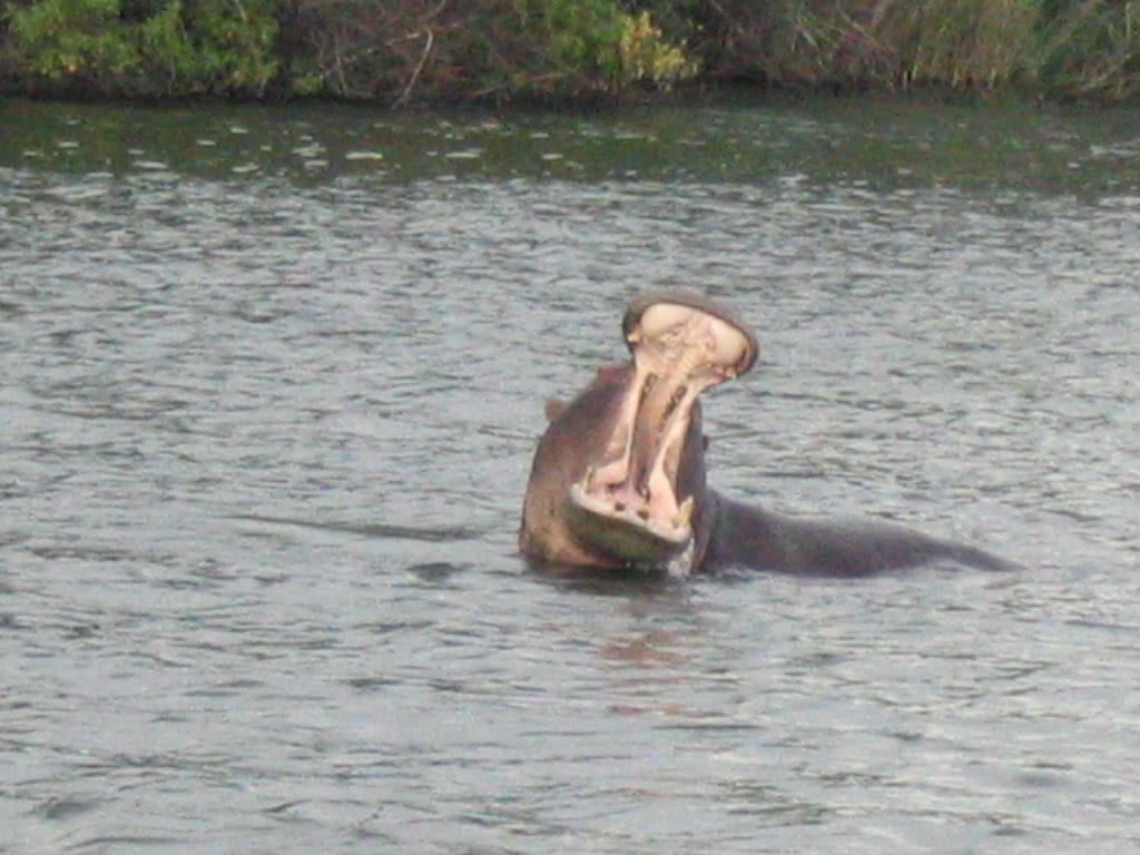 Hippo in the Zambezi River