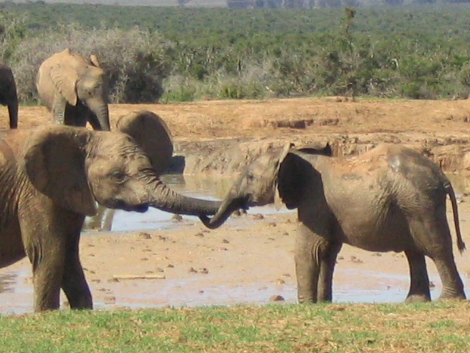 elephants wrapping trunks around each other in greeting