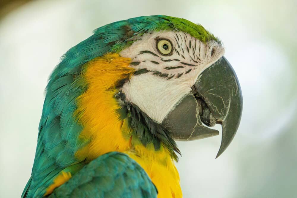 parrot at the Central Florida Zoo