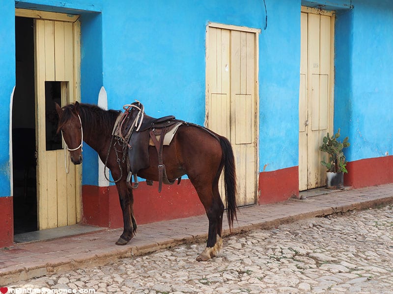 A brown horse standing in front of a building