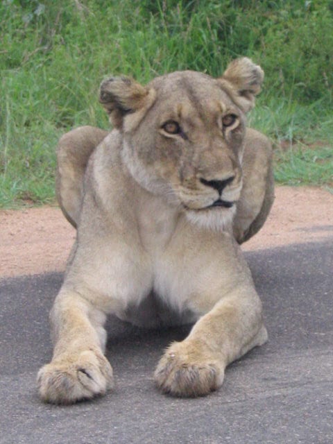 lion on side of road