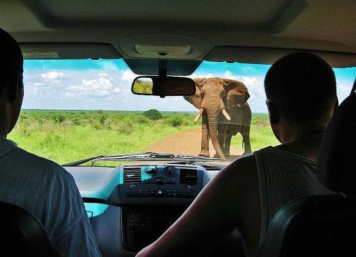 an elephant standing in front of a car