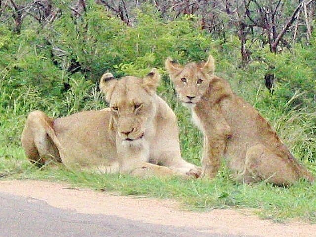 lions lying in grass