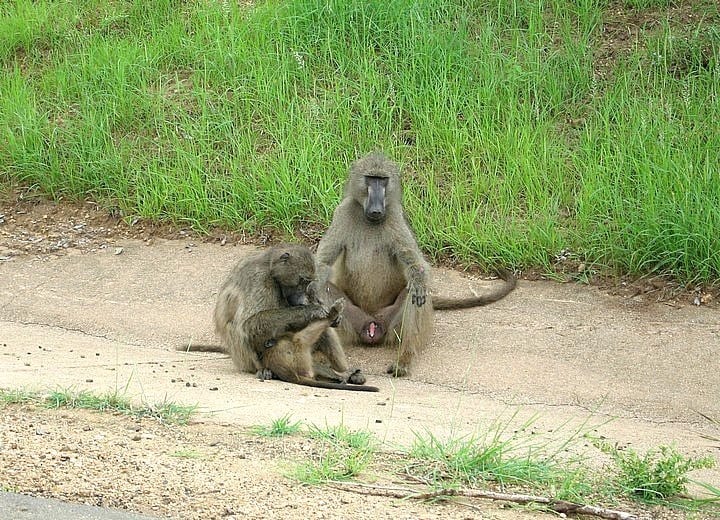 baboons sitting on a dirt path