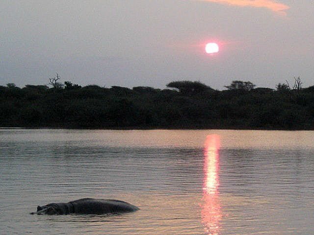 a hippo in water with sunset behind