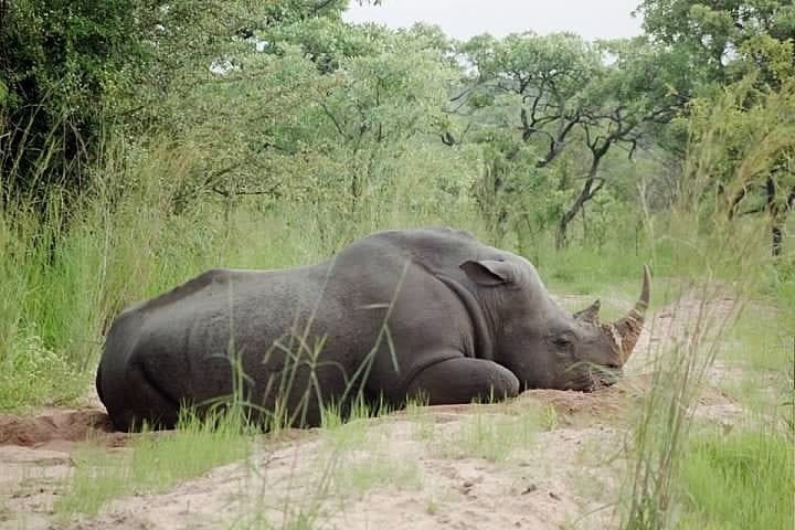 a rhinoceros lying on the ground