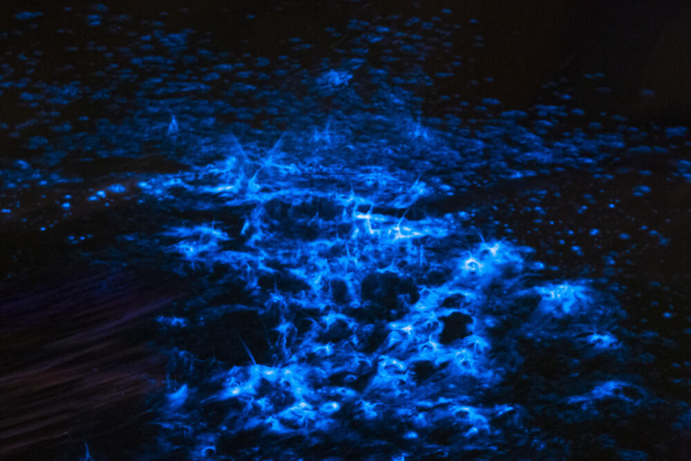 bioluminescent waters