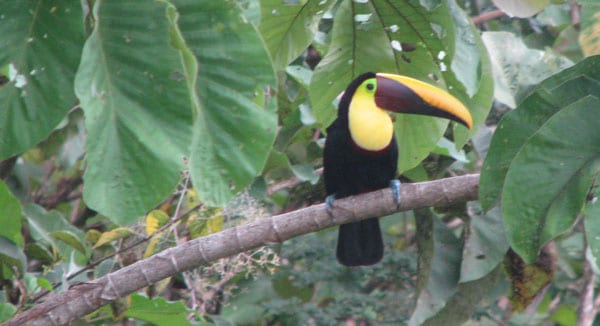 A bird perched on a tree branch