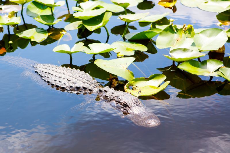 alligator in pond with lily pads