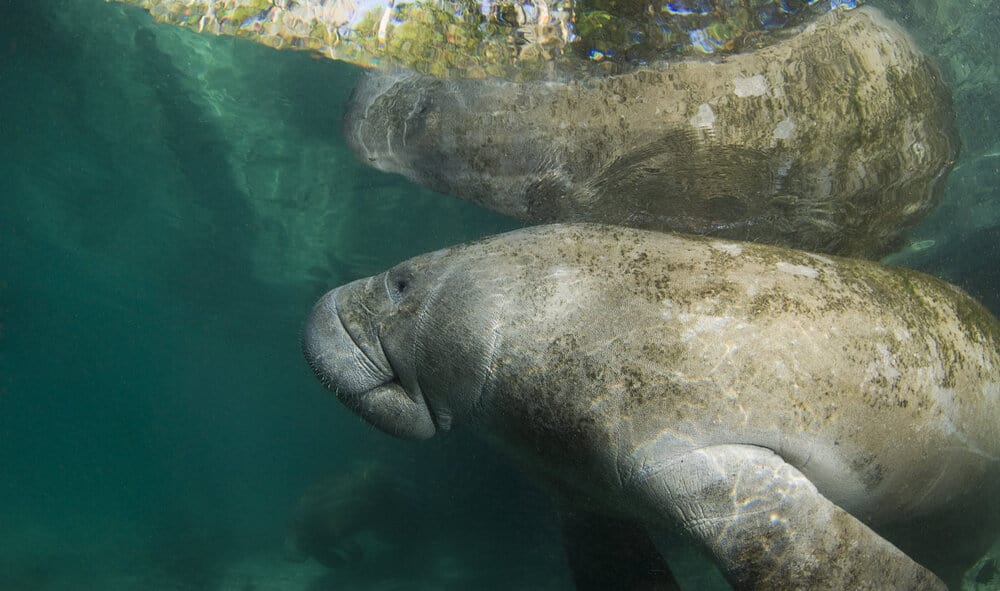 manatees under water