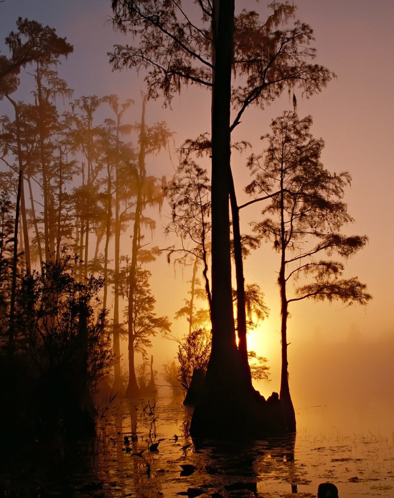 okefenokee swamp in silhouette at sunset