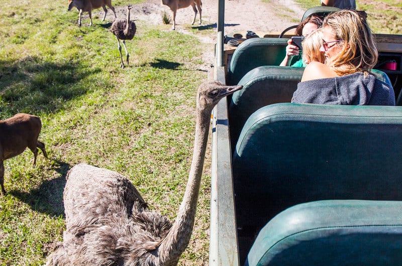 ostrich looking at woman in safari truck