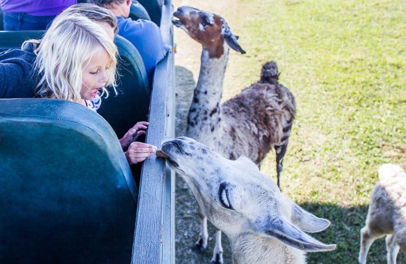 girl feeding goat in safari park