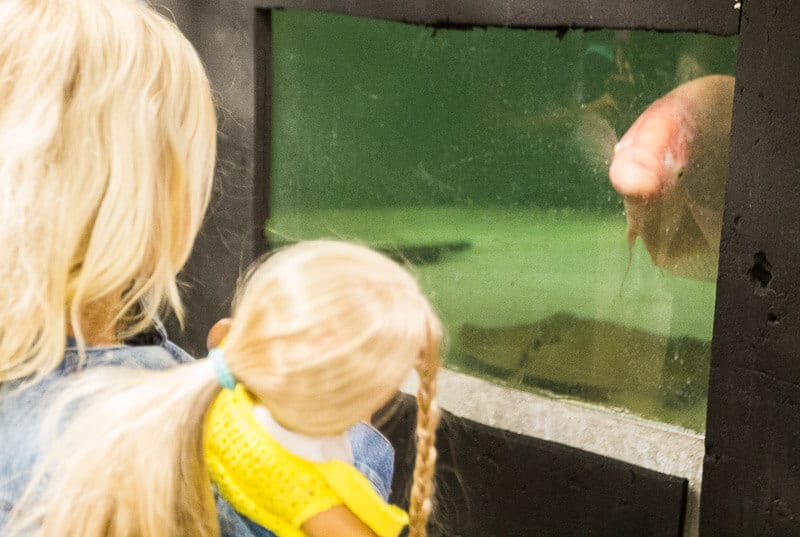 girls looking at fish in aquarium