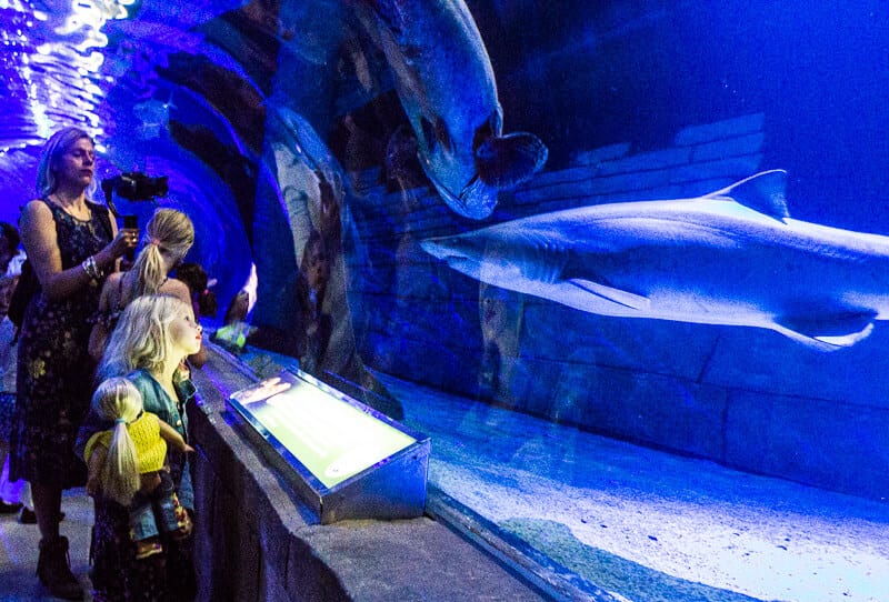 family looking shark in tank at Sea Life, Mall of America