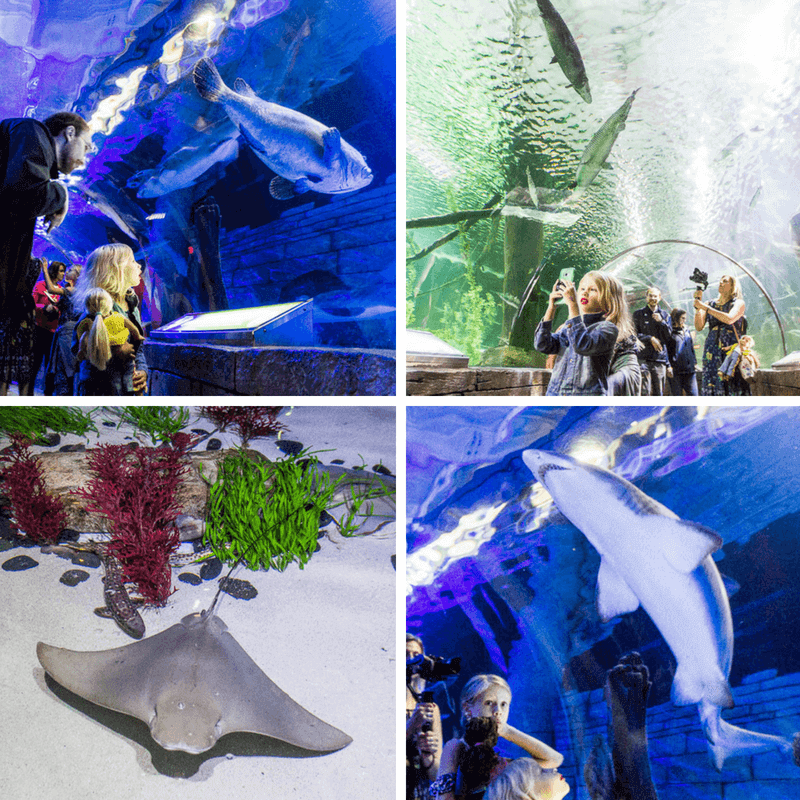 family looking at marine animals in aquarium at Sea Life, Mall of America